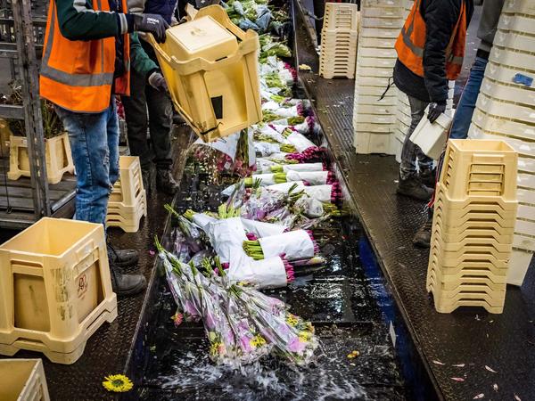 صناعة الزهور في هولندا