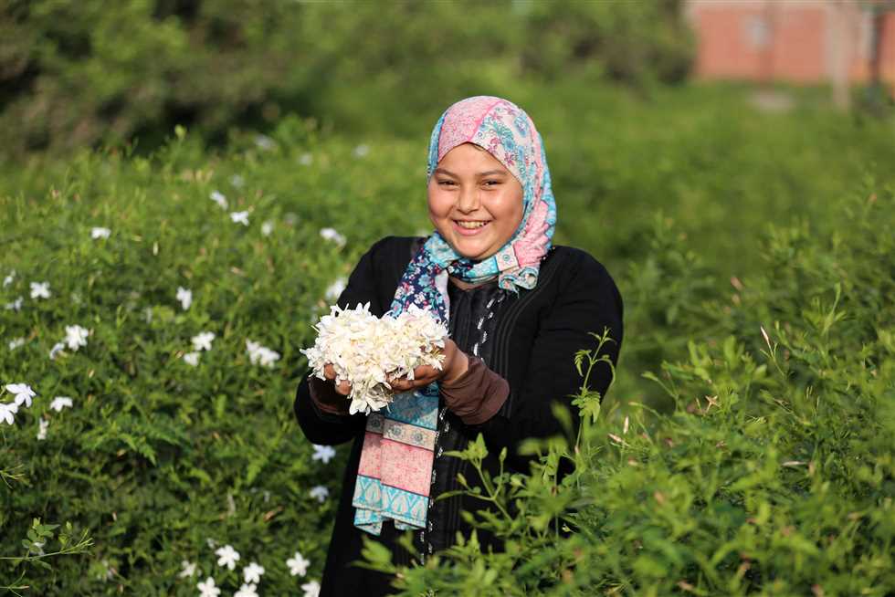 زهور الياسمين تواصل الازدهار في مصر وتجلب العملة الصعبة للبلاد