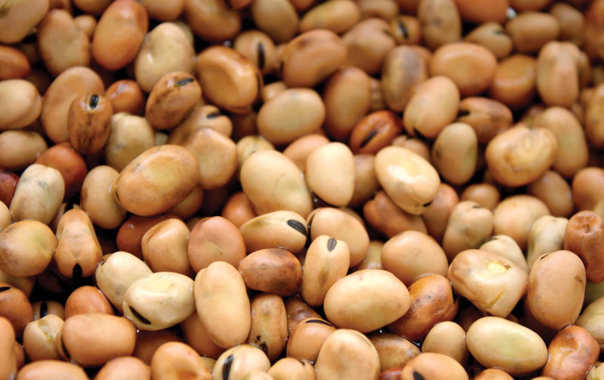 “الصناعة” تشترط موافقة “التموين” على تصدير “الفول”