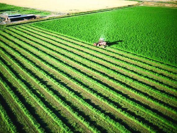 المركزي للإحصاء: 10.3 مليون فدان حجم مساحة الزمام فى 2019