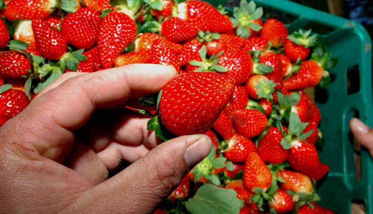 صادرات الفراولة