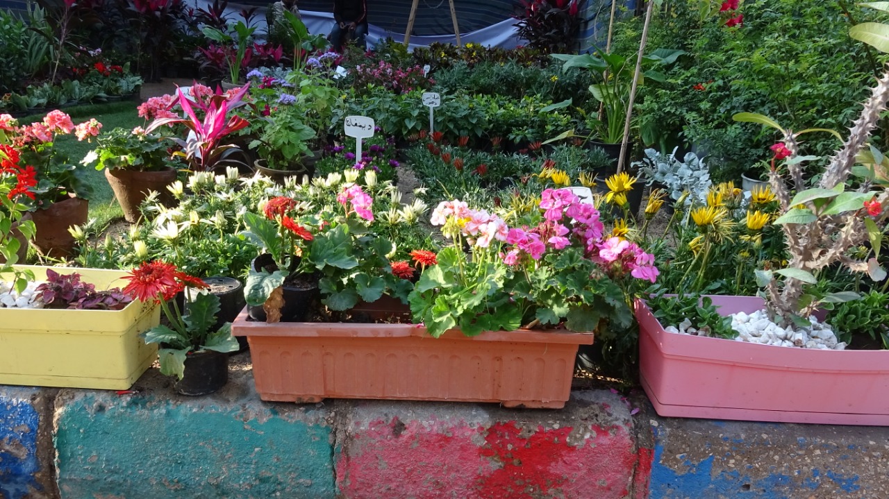 زهور الربيع