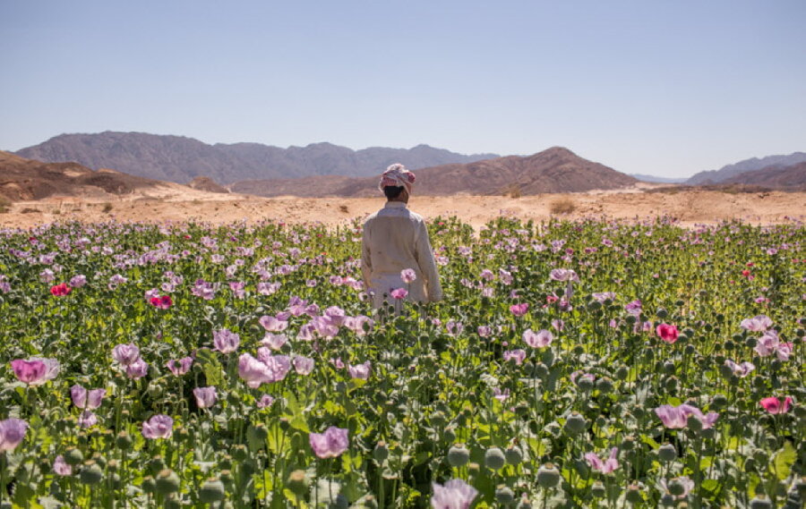 "الوزراء": 650 مليار جنيه استثمارات مشروعات تنمية سيناء منذ 2014