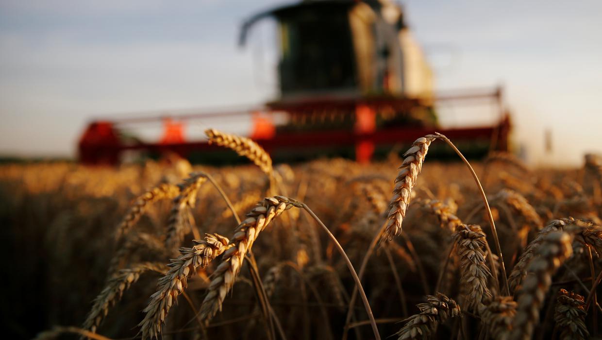 تراجع إنتاج "الجزائر" من الحبوب بنسبة 40% بسبب شح الأمطار