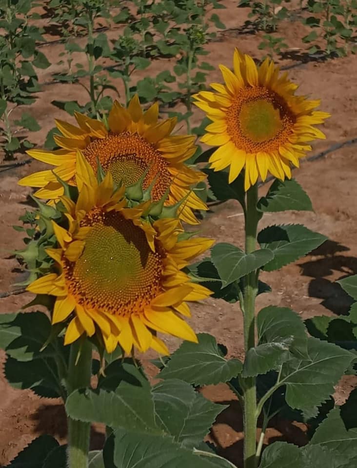 الاستثمار الأوروبي يقدم ضمانات بقيمة 100 مليون يورو لتعافي الشركات في سلوفاكيا