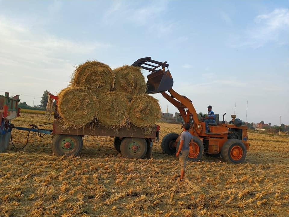 وزيرة البيئة : إجراءات قانونية تجاه 12 مزارع قام بحرق قش الأرز