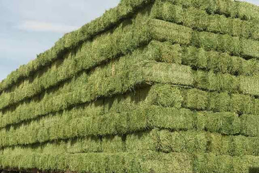 الدريس الحجازى