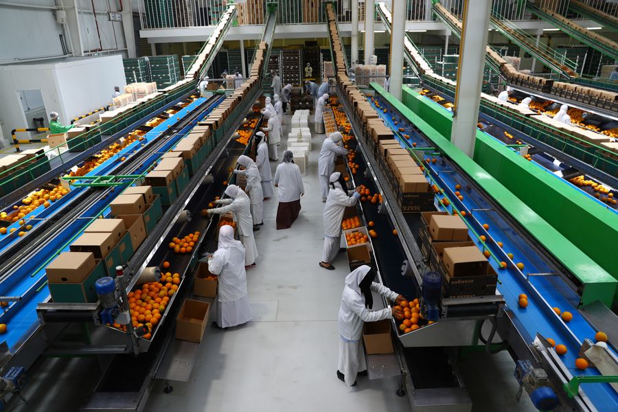 التصدير ؛ الحاصلات الزراعية ؛ الموالح ؛ البرتقال ؛ التعبئة والتغليف