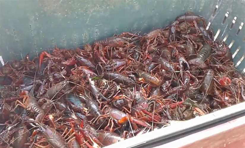 الاستاكوزا المصرية تُنافس بقوة في الولايات المتحدة