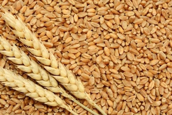 “الوزراء”: القمح الروسى استحوذ على 80% من واردات مصر العام الماضى.. ونجهز البديل