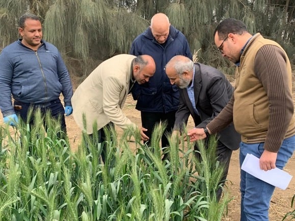 "الطاقة الذرية" تستنبط طفرات جديدة من القمح بزيادة إنتاجية 33% عن التقليدى