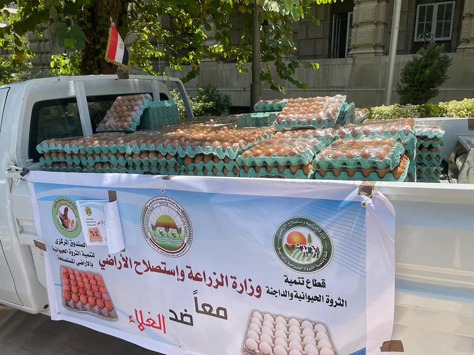 "الزراعة" تطرح كميات من بيض المائدة بسعر 62 جنيه للكرتونة