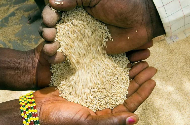 السمسم الأفريقي يلقى رواجًا متزايدًا في الصين