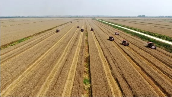 إنتاج الحبوب في الصين