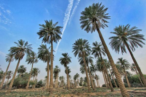محافظ قنا: نسعى للتوسع فى زراعة النخيل لإنتاج بلح بمواصفات قابلة للتصدير