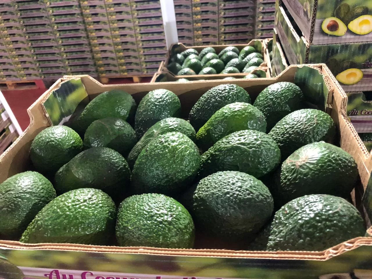 صادرات الأفوكادو