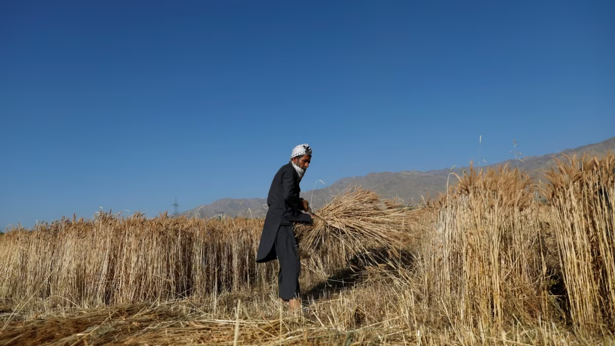 مسئول: أفغانستان تحقق الاكتفاء الذاتي في الزراعة قريبًا