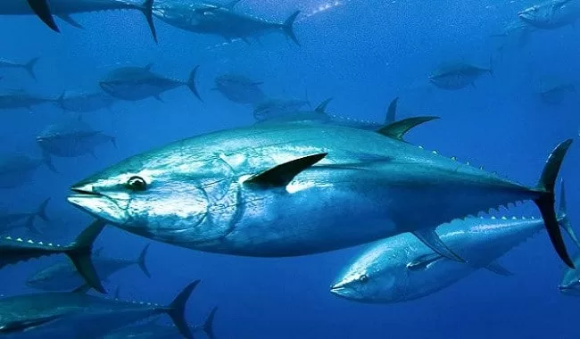 أسماك التونة