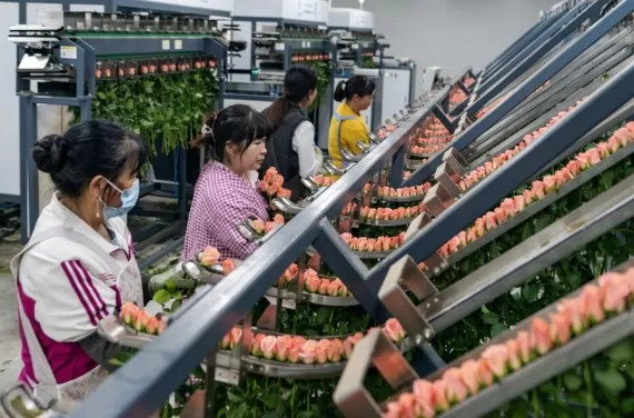 صادرات المنتجات الزراعية لـ"يوننان" الصينية تتجاوز 952 مليون دولار بـ6 أشهر