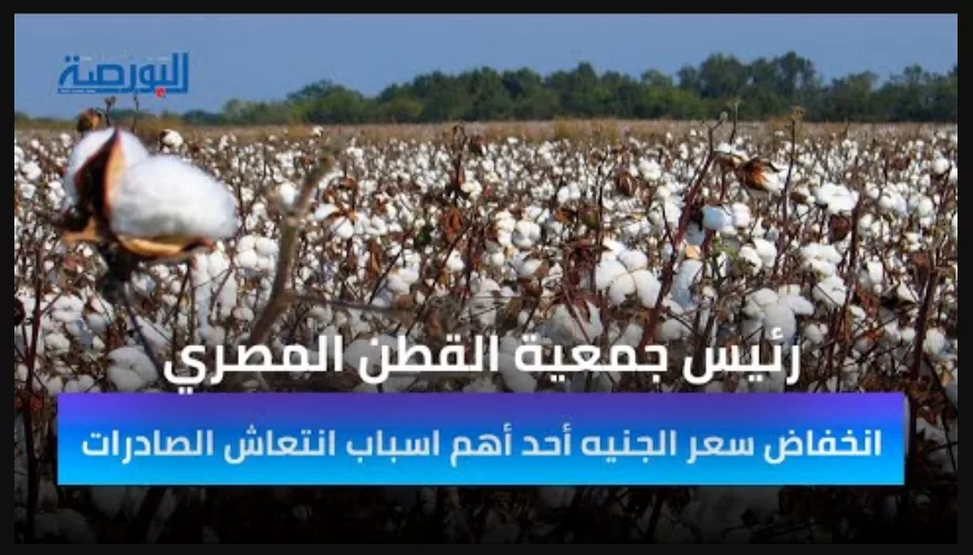 شاهد.. المدير التنفيذي لجمعية قطن مصر يكشف مستهدفات صادرات القطن الفترة المقبلة