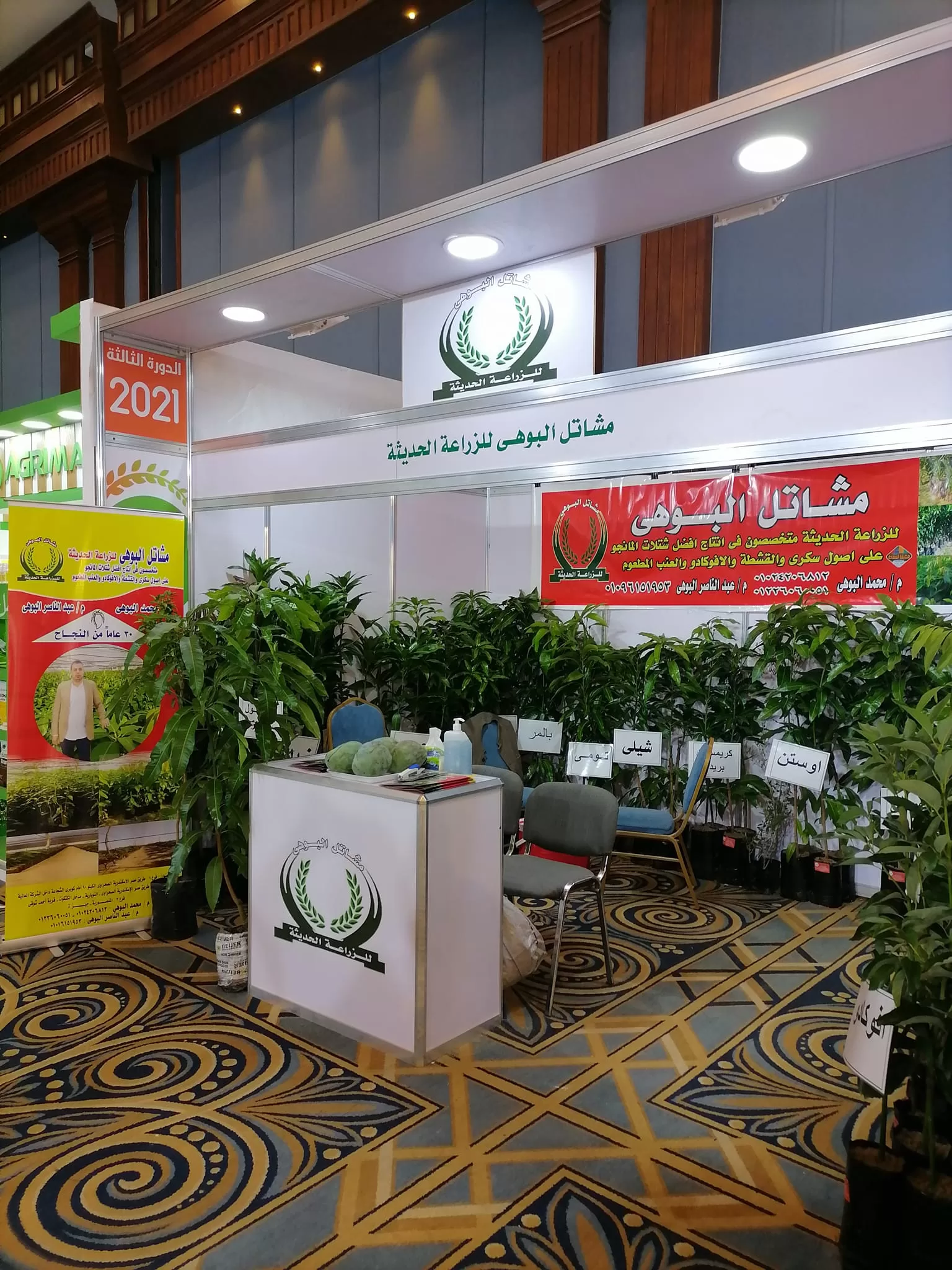 «مشاتل البوهى» تستهدف إنتاج 500 ألف شتلة مانجو 2024