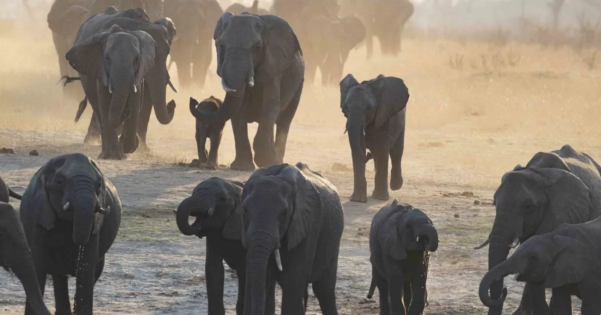 تقرير: 400 مليار دولار خسائر العالم بسبب انتقال الكائنات الحية من بيئاتها الأصلية