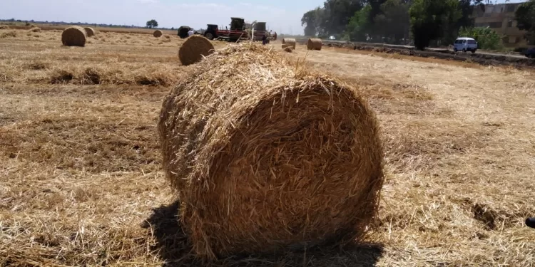 المخلفات الزراعية