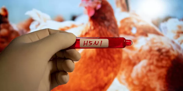 الحكومة تنفي ظهور حالات بشرية مصابة بإنفلونزا الطيور