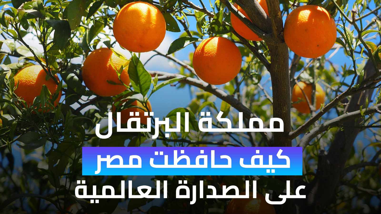 كيف أصبحت مصر أكبر مصدر لـ"البرتقال" إلى الاتحاد الأوروبى؟
