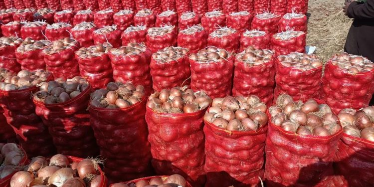 مفارش البصل