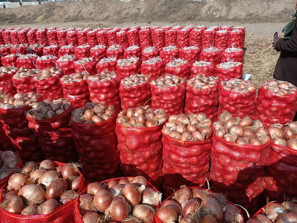 مفارش البصل