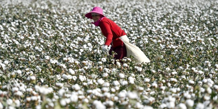 إنتاج القطن في الصين