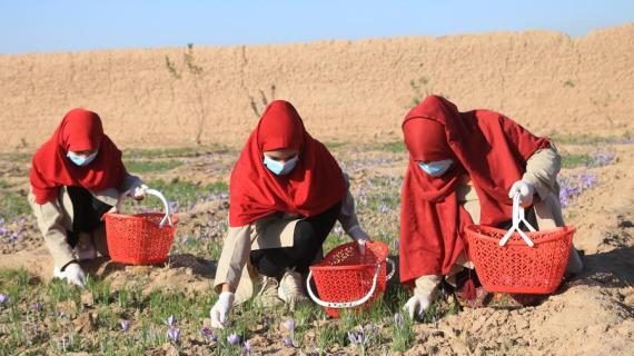 زراعة الزعفران في أفغانستان