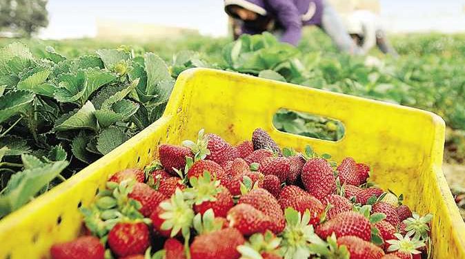 الحاصلات البستانية