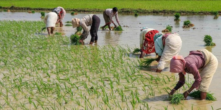 مزارعون هنود ؛ الهند