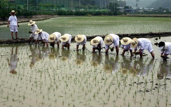 زراعة الأرز في كوريا الجنوبية