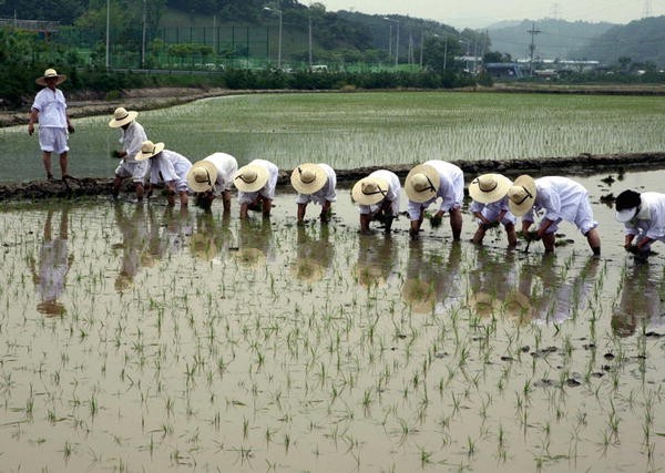 زراعة الأرز في كوريا الجنوبية