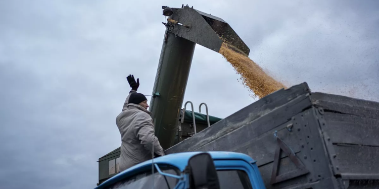 القمح الأوكراني