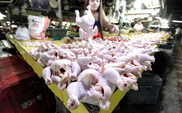 الفلبين تحظر واردات الدواجن من أستراليا بسبب إنفلونزا الطيور