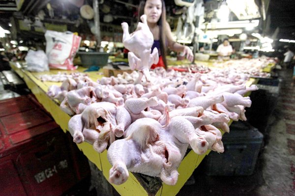 الفلبين تحظر واردات الدواجن من أستراليا بسبب إنفلونزا الطيور