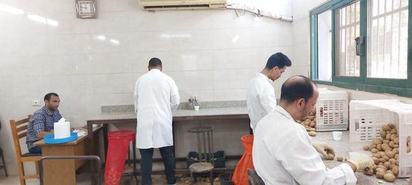 "الزراعة": أكثر من مليون طن بطاطس تم فحصها منذ بداية الموسم 