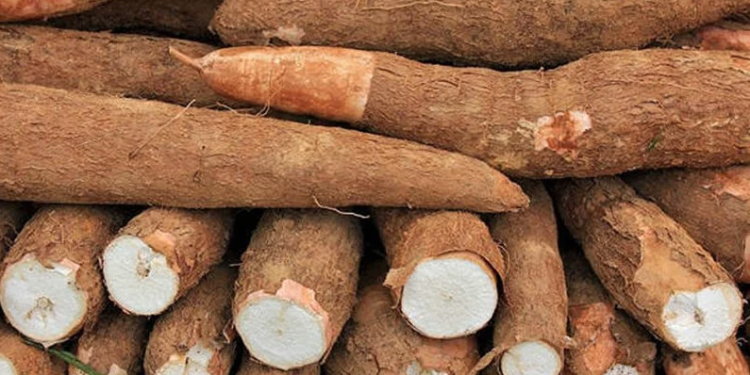 نبات الكاسافا