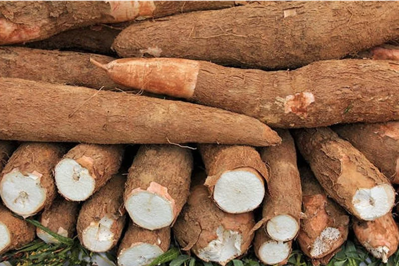 نبات الكاسافا