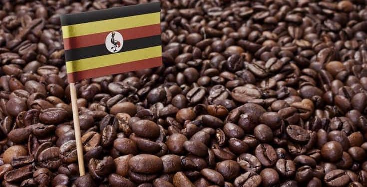 عائدات أوغندا من صادرات البن تسجل أعلى مستوى منذ 30 عاما