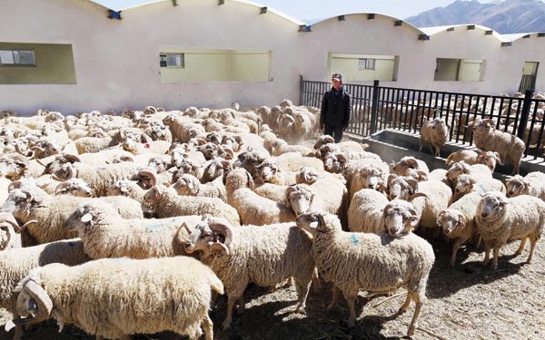 الصين تسعى لزيادة إنتاجية الأغنام لمواجهة الزيادة السكانية الكبيرة