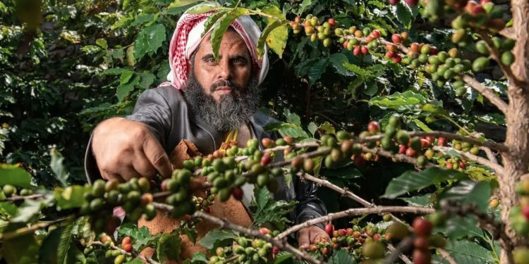 البن السعودي