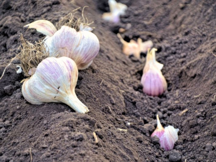 “البحث العلمي” تعلن إنتاج أصناف جديدة من الخضراوات تحسن اقتصاديات الزراعة المصرية