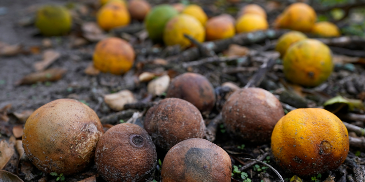 إعصار "ميلتون" يهدد محصول البرتقال الأمريكي