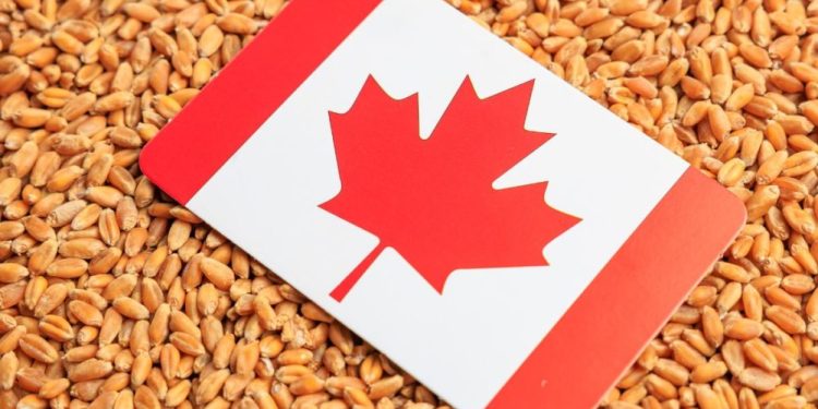 القمح في كندا