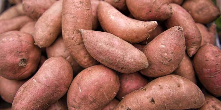 البطاطا الحلوة